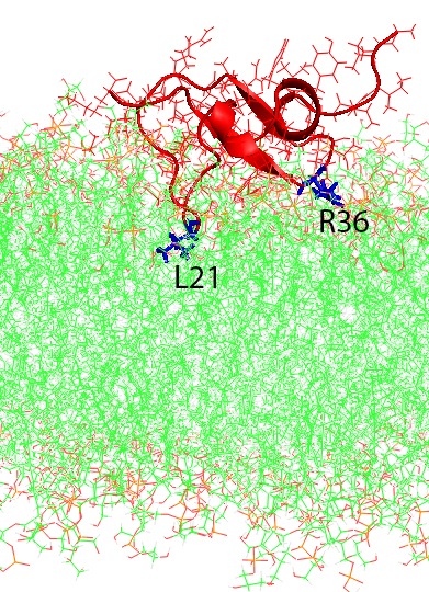 wildtype-prog-low-rmsd-rmsf-rg-crop-label