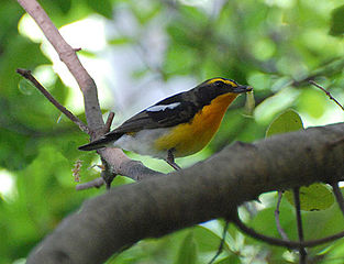 image of Narcissus Flycatcher