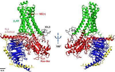 “Invisible” Protein Movements Revealed by Anton 2 Simulations