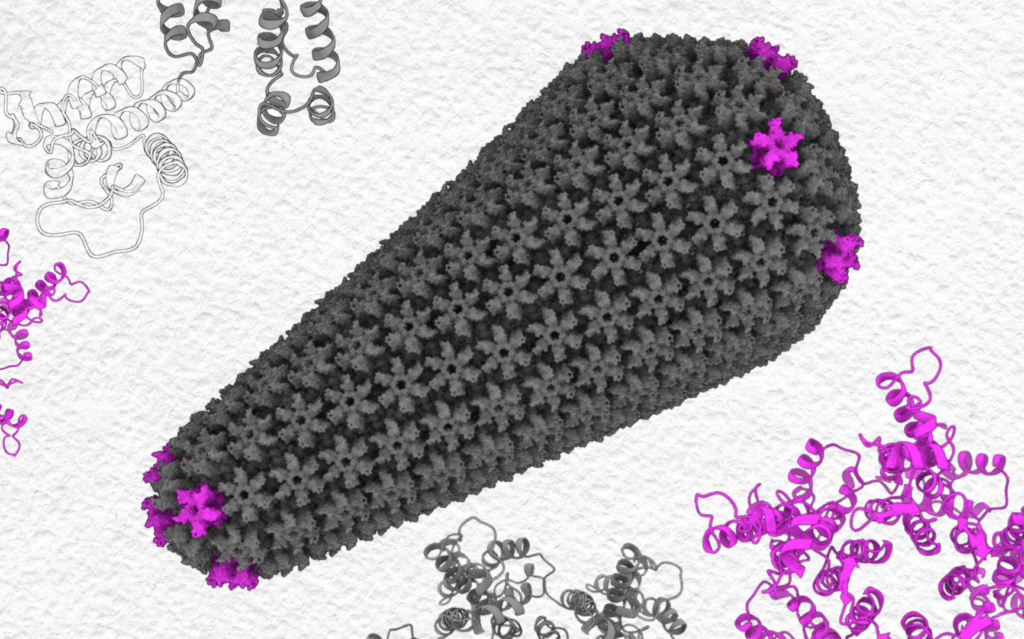 HIV-1 proteins shown in ribbon and capsid form.