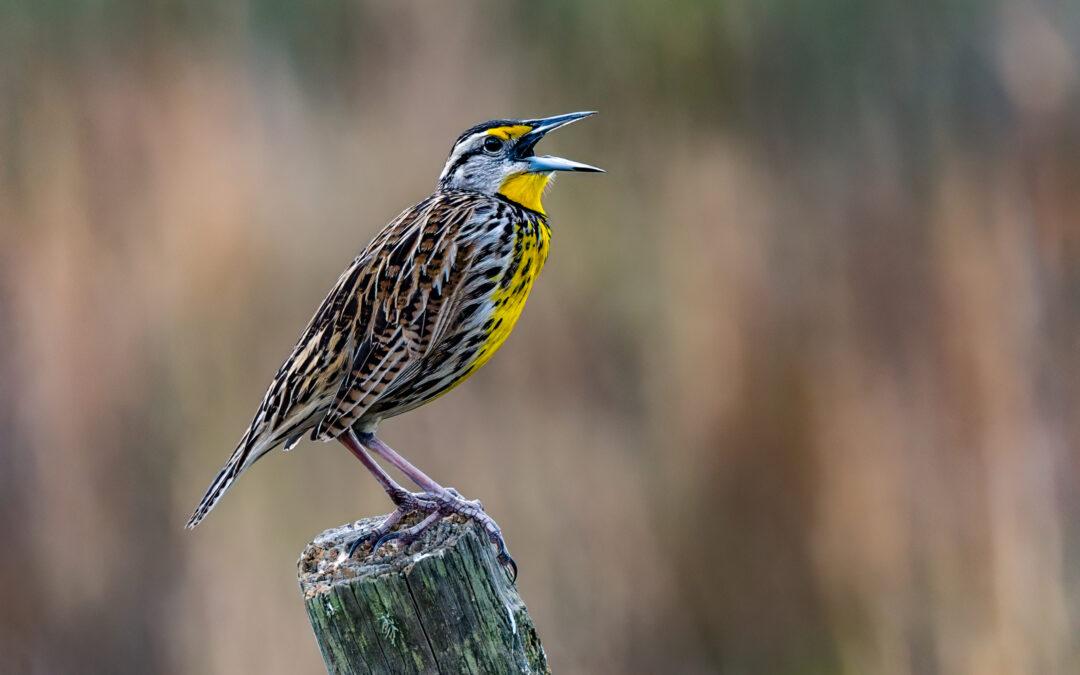 North American Bird Populations Declining Even in Prime Habitat