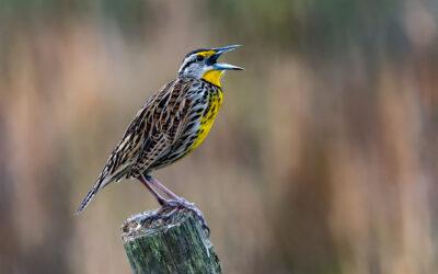 North American Bird Populations Declining Even in Prime Habitat