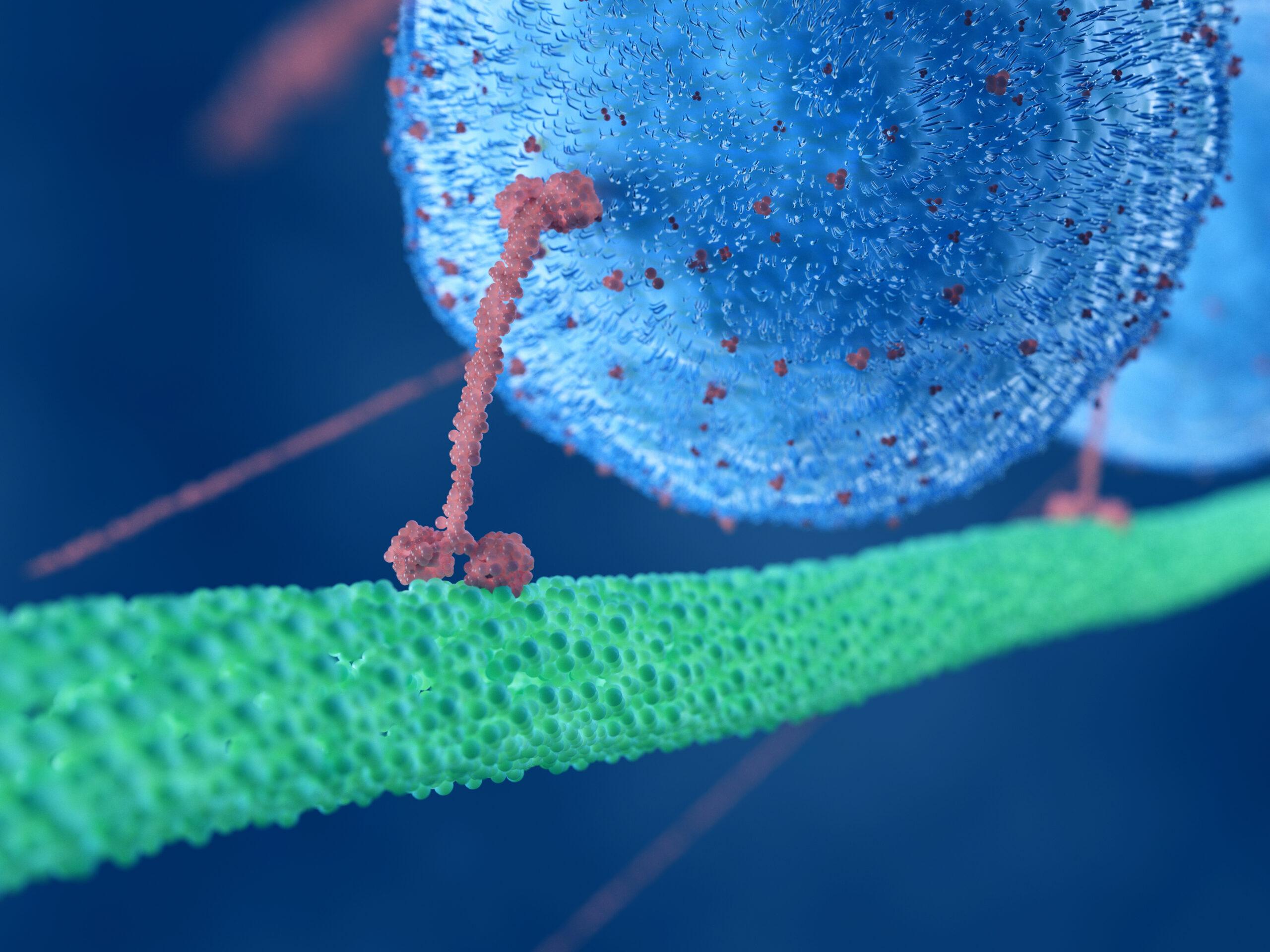 3d rendered illustration of a motor protein Illustration of a motor protein dragging a large sphere along a microtubule.
