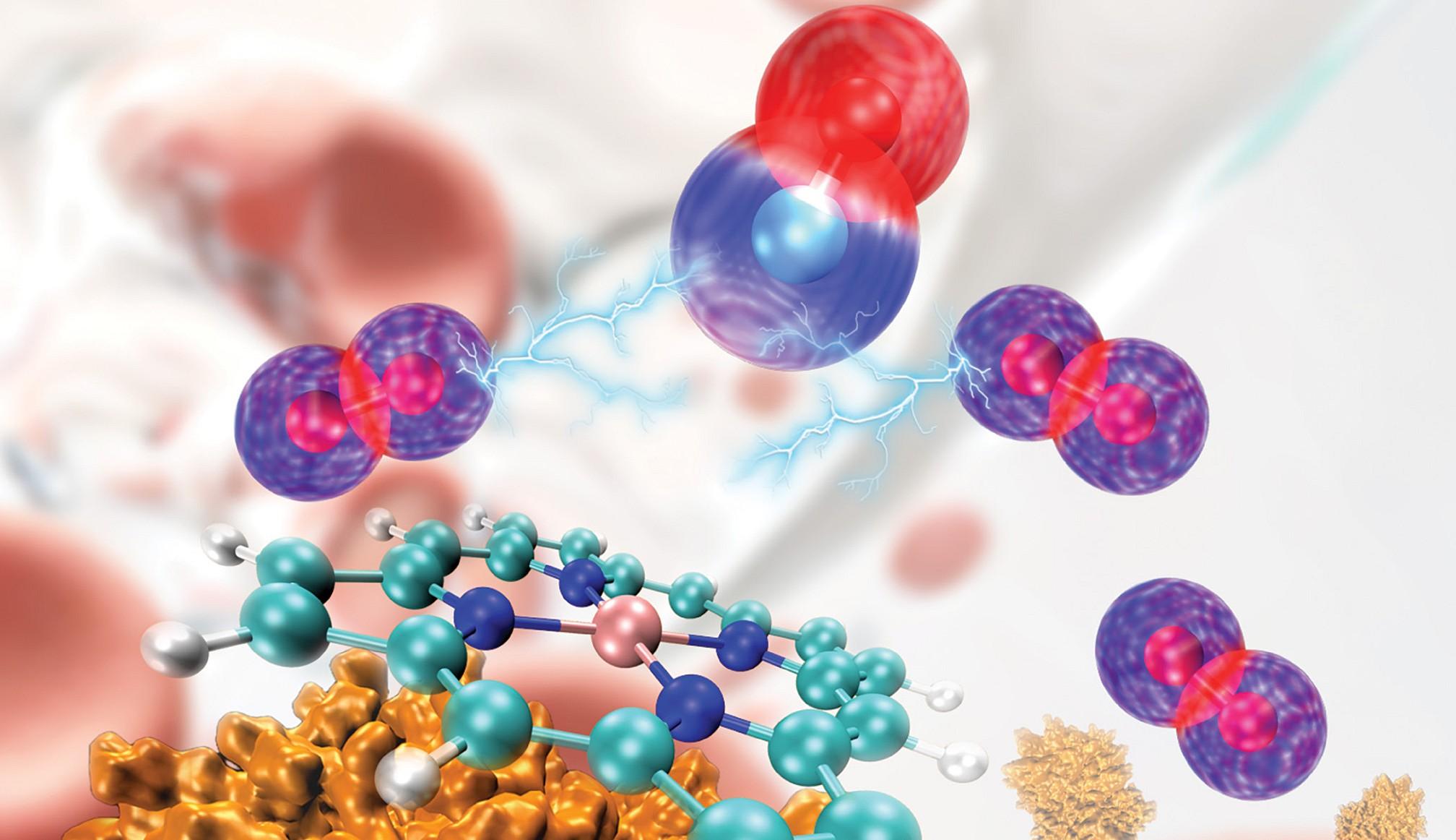hemoglobin_crop Illustration of a hemoglobin protein (lower left), its oxygen-carrying heme group (center), carbon monoxide (blue and red spheres, top center), and oxygen (blue spheres).