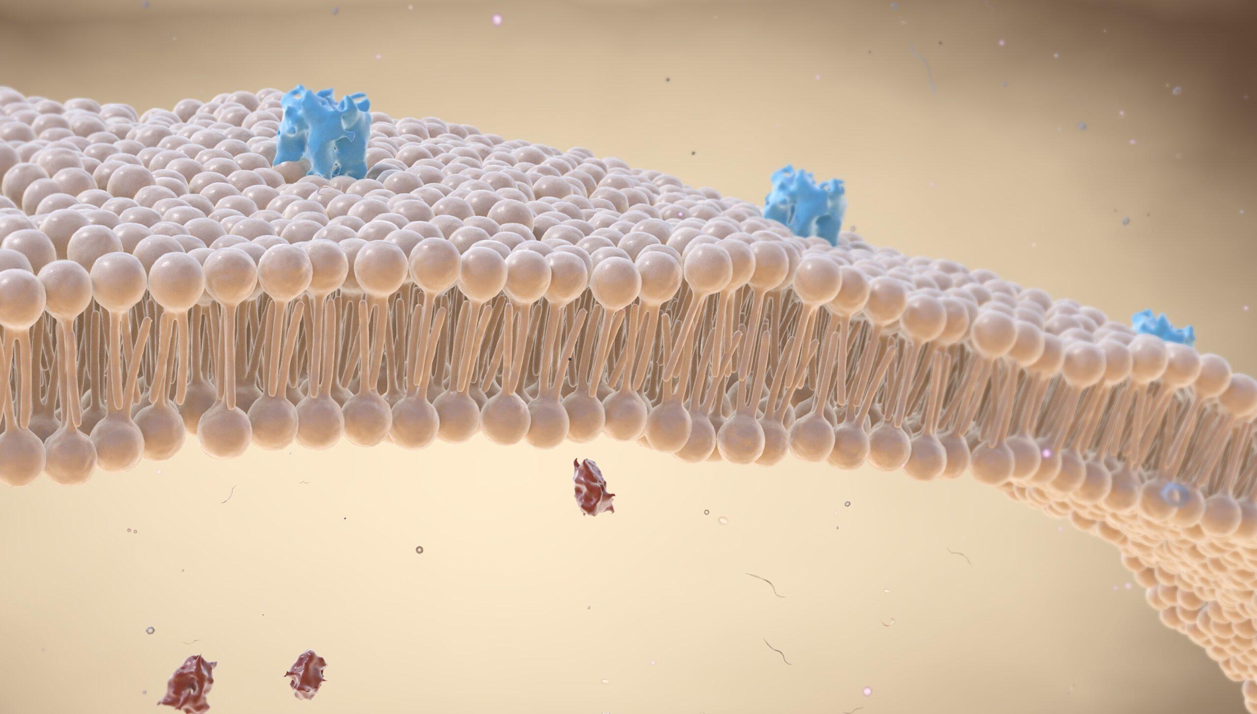 AdobeStock_352897499-crop Illustration of cell membrane with proteins.