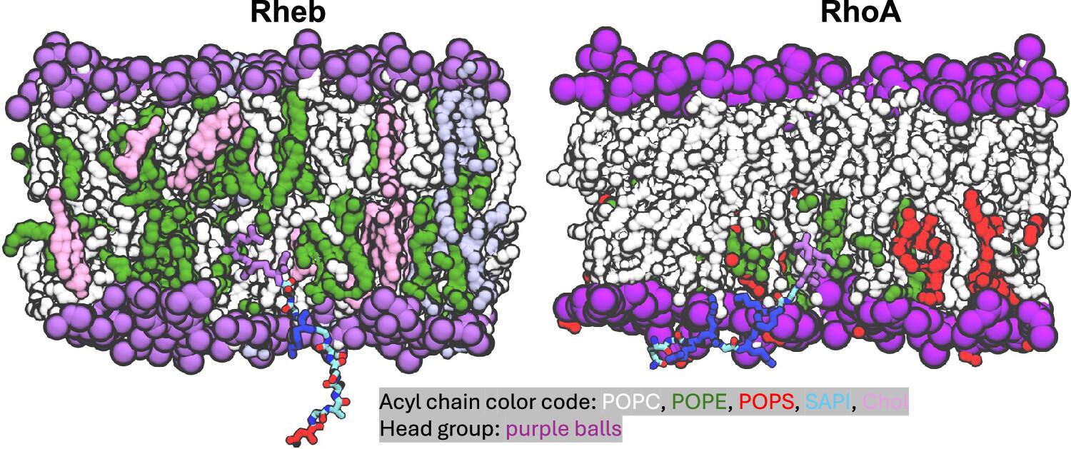 images_large_jp4c01876_0003 3D illustrations of Rheb and RhoA. Acyl chain color code: POPC is white, POPE is green, POPS is red, SAPI is blue, Chol is pink. Head group is purple balls.