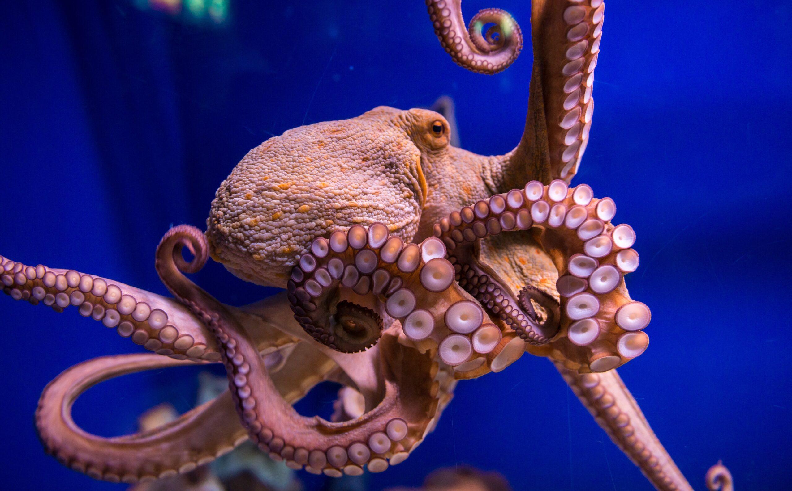 An octopus in a tank with it's arms curling in many different ways