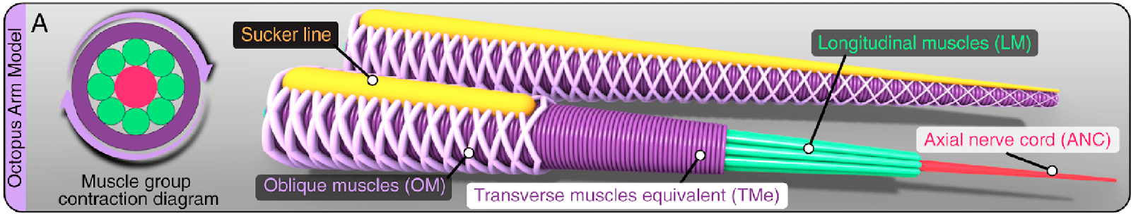 Diagram of the inner workings of an octopuses arm.