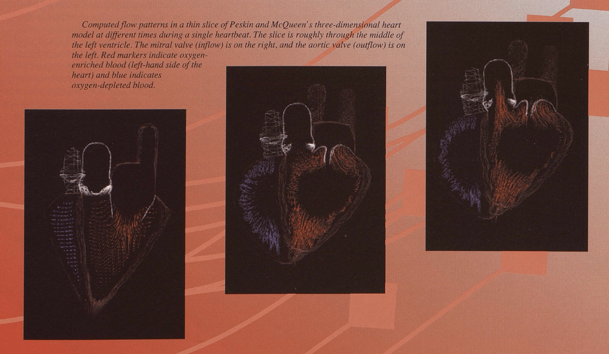 Graphics from a 1990's publication showing a computer simulation of a cross-section of a heart at different moments in a heartbeat.