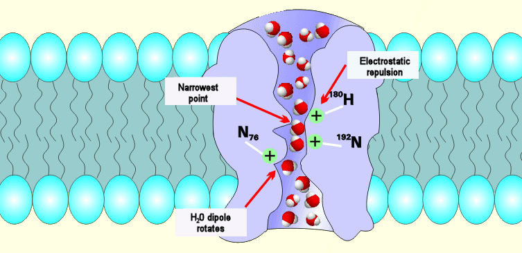Illustration of water molecules passing through a cell membrane via the narrow channel of an aquaporin protein.